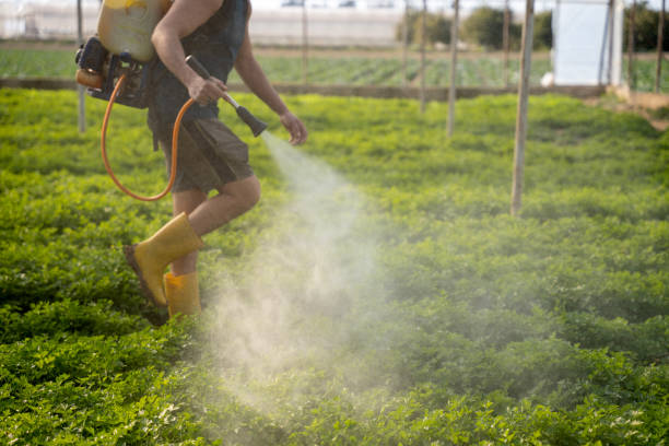 Best Pest Removal Services  in Sunrise Manor, NV