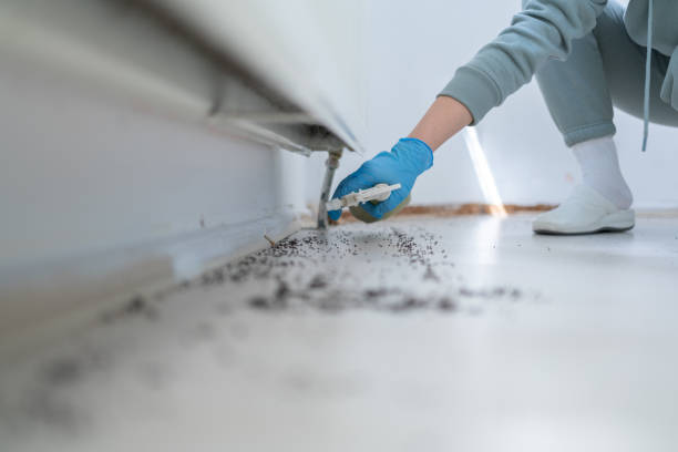 Professional Pest Control in Sunrise Manor, NV